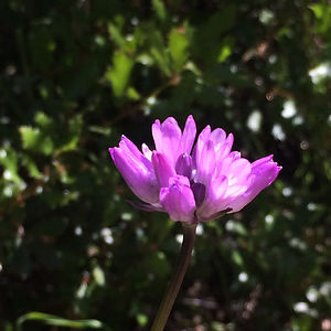 laylarosemuhaw avatar