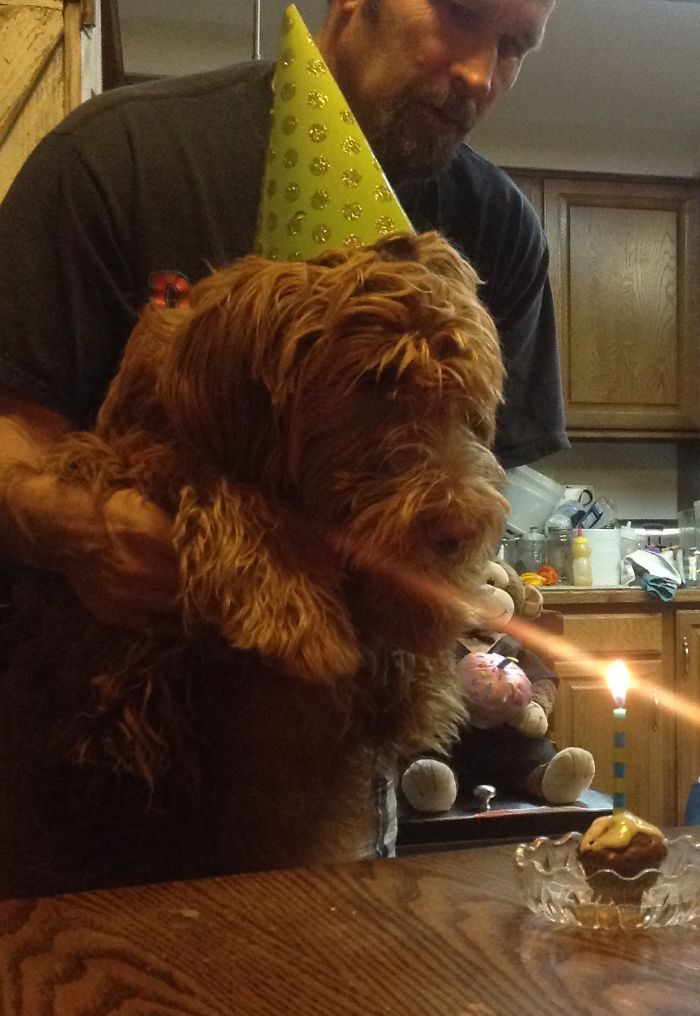 My Little Go.den Doodle Bentley On His Birthday