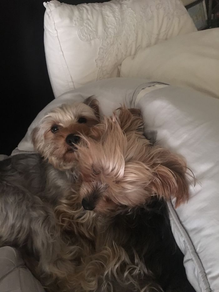 They Love Having Their Side Of The Bed