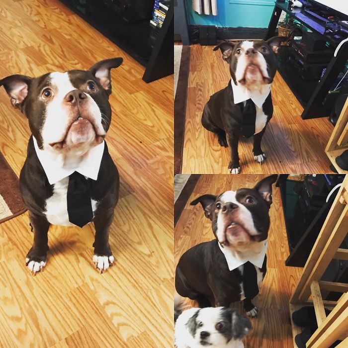 Our Vicious Business Man