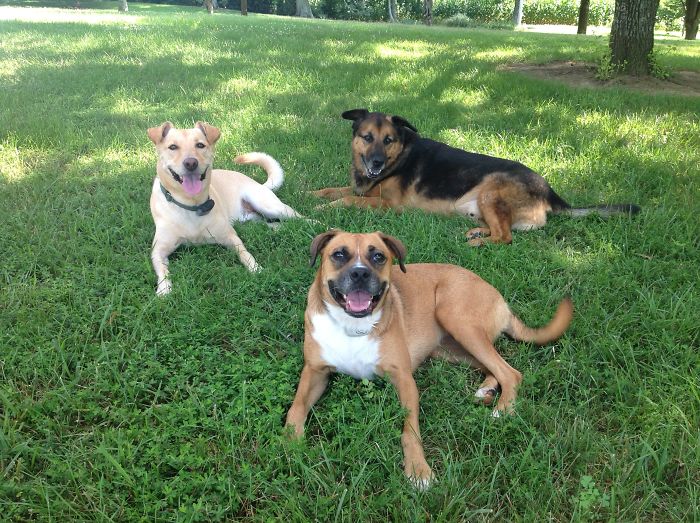 Now Can We Have Our Puppy Cookies?!