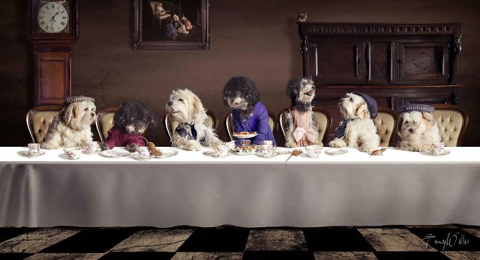 We Started With One, Now Have 5! Ignoring The Two Repeated Dogs On The Left This Is Our 5 Having Their Dinner!