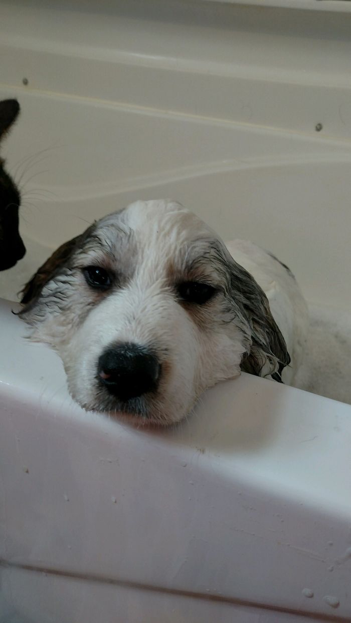His First Ever Bath. "I'm Not Sure I Like This Very Much"