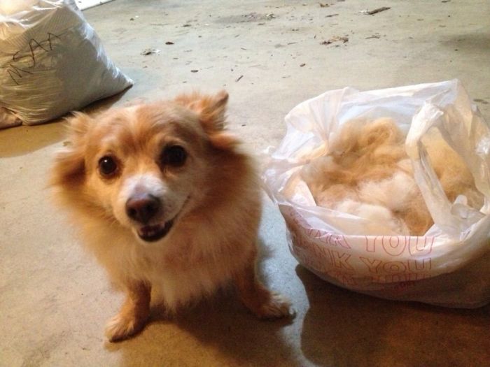 My Late Kay Bear...and Her Other Half.