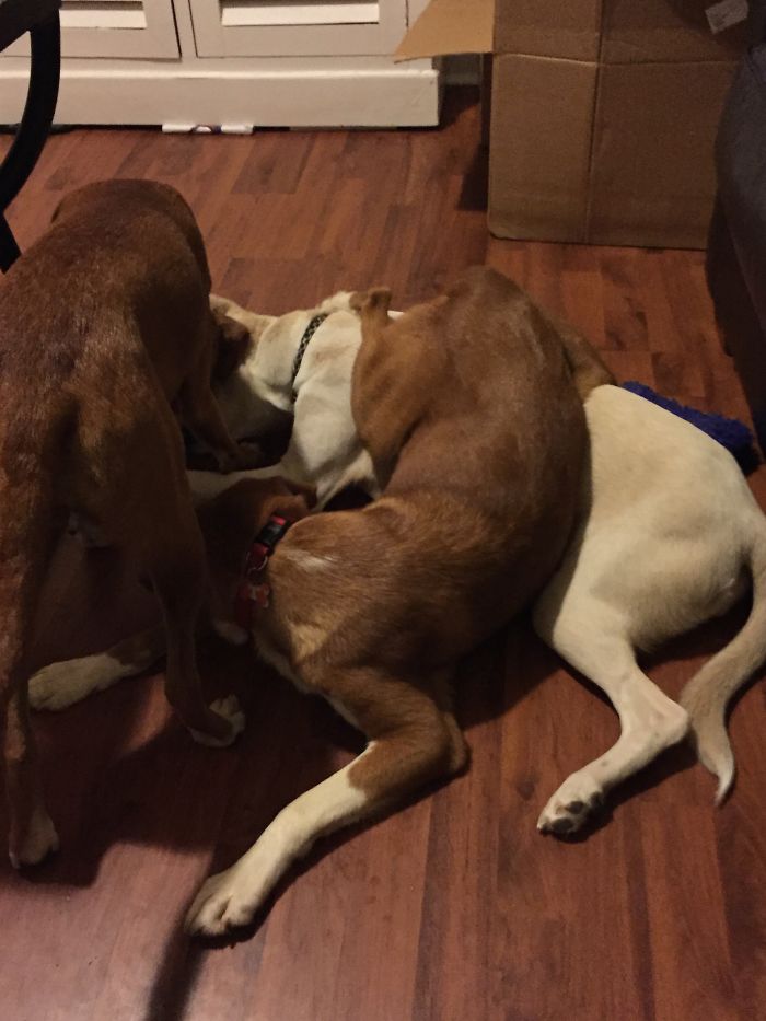 No Matter How Many Toys I Buy, They Always Want The Same One.