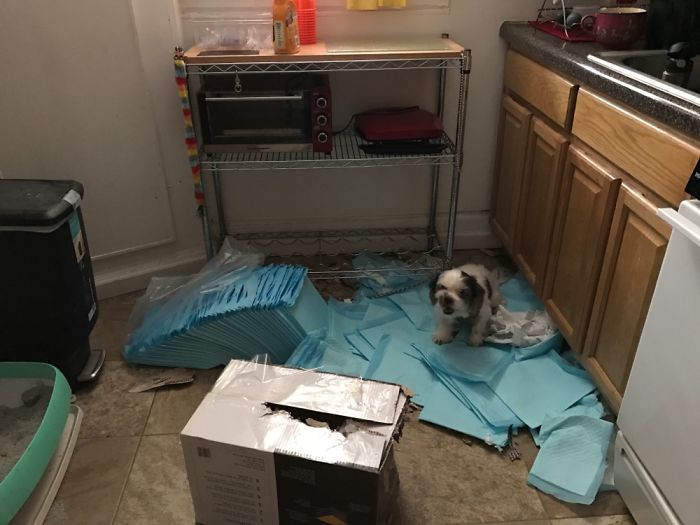 Just Bought Her That Box Of Wee-Wee Pads