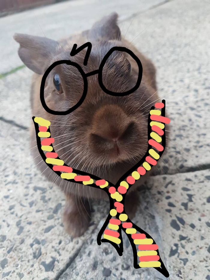 Harry Hopper. This Is Just A Rogue Bunny We Have That Visits Us Daily