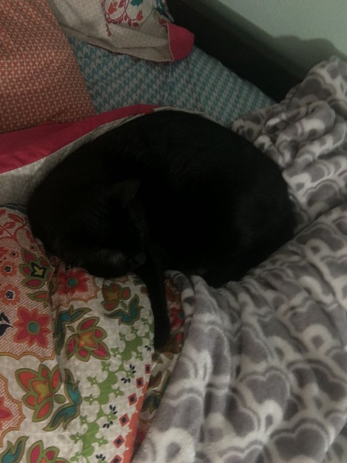 Shhh!!! Don't Tell Him He Is A Cat!♥️❤️