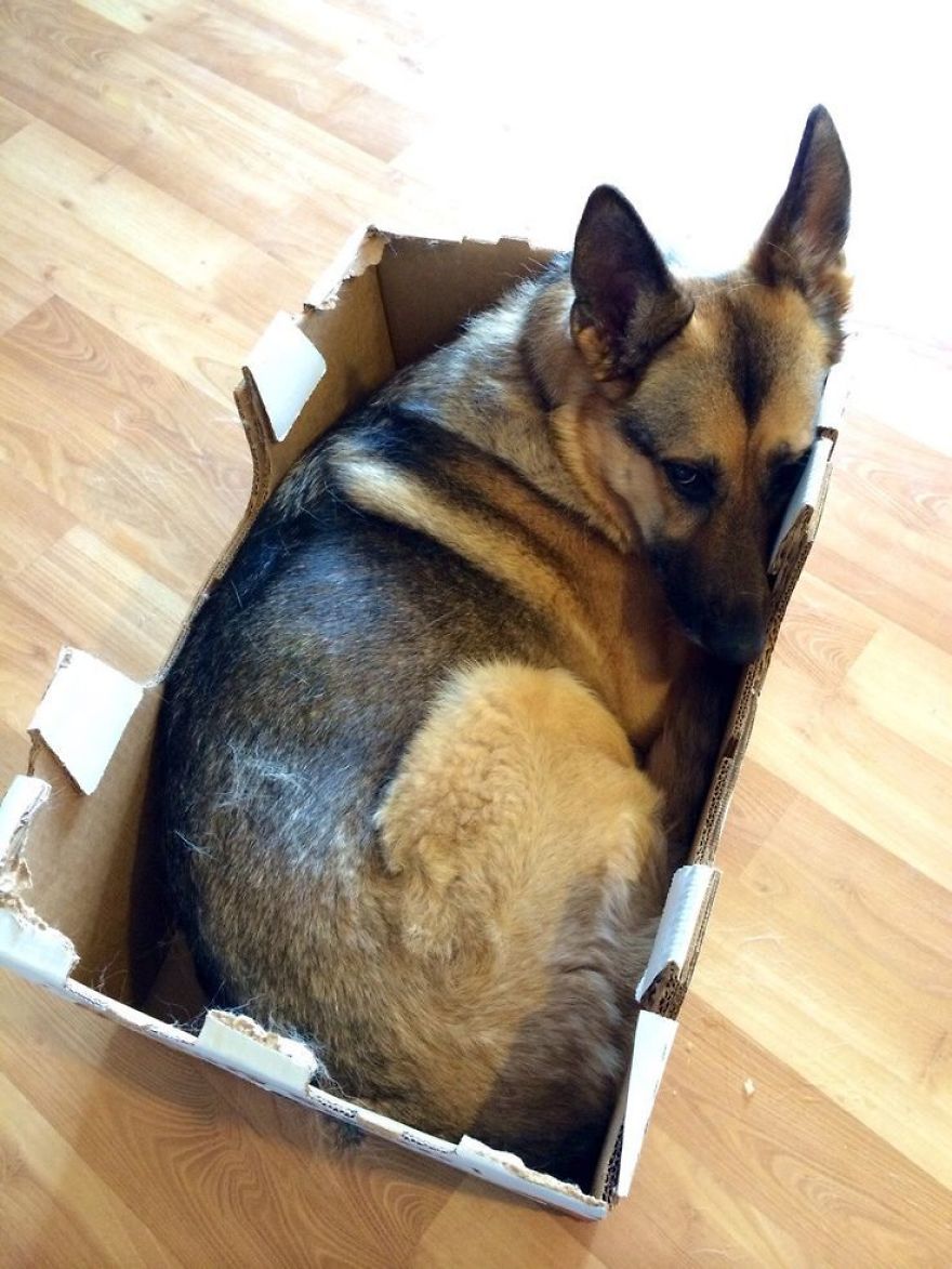 8 Reasons German Shepherds Are The Best