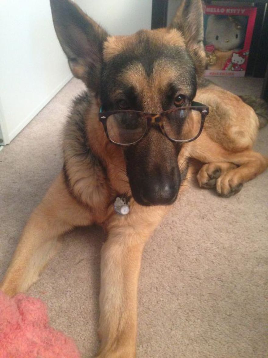 8 Reasons German Shepherds Are The Best 8 Reasons German Shepherds Are The Best