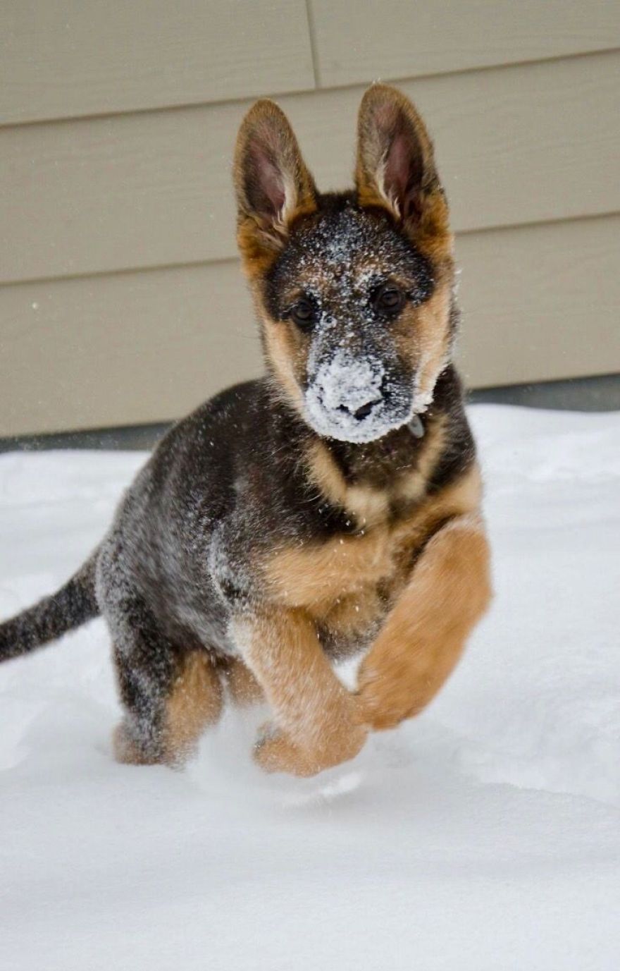 8 Reasons German Shepherds Are The Best