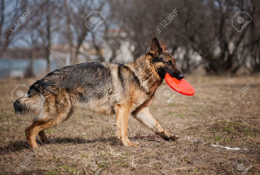 8 Reasons German Shepherds Are The Best 8 Reasons German Shepherds Are The Best