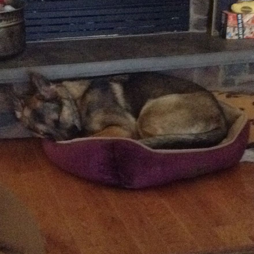 8 Reasons German Shepherds Are The Best