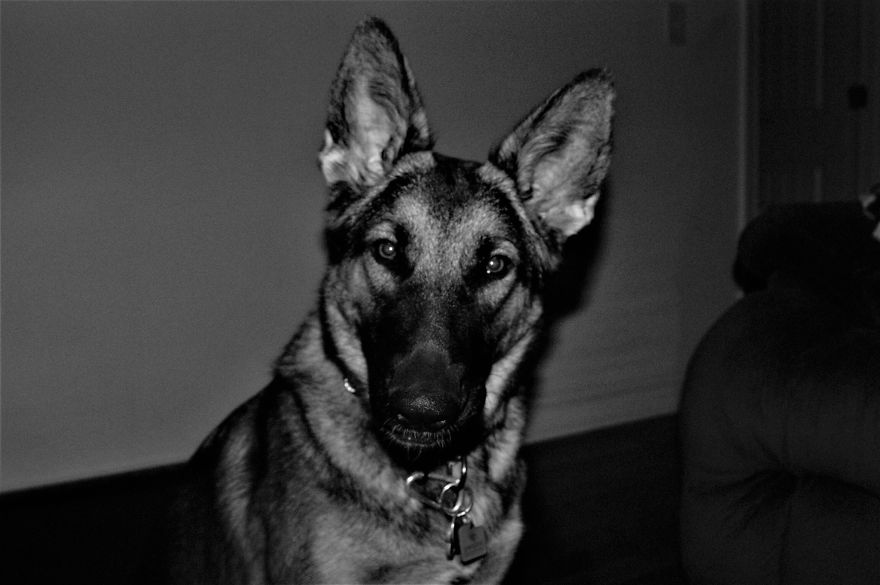 8 Reasons German Shepherds Are The Best