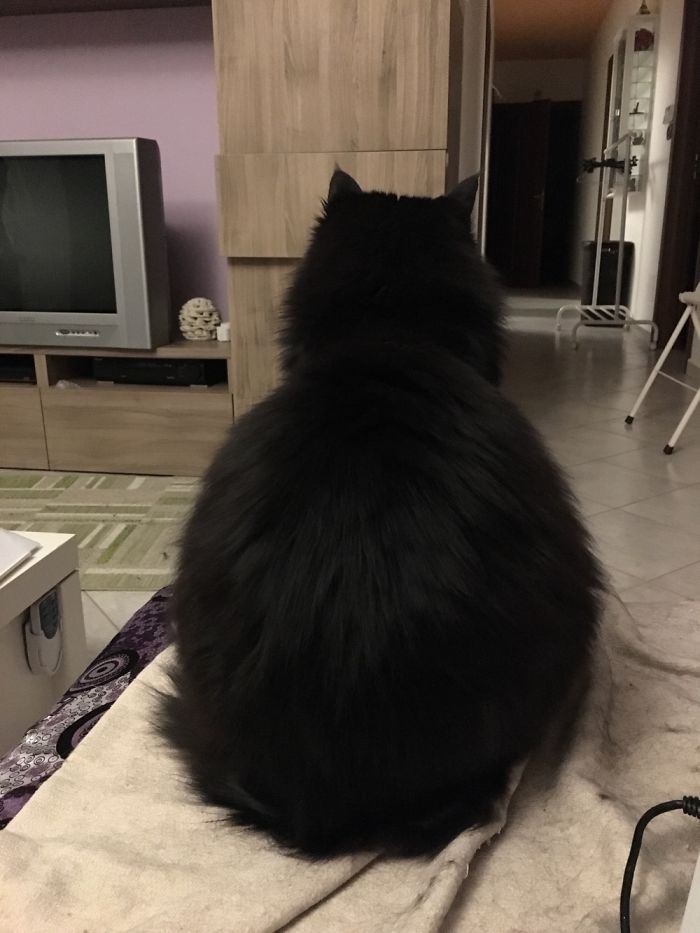 This Is Re Nero's Behind (means King Black In Italian)