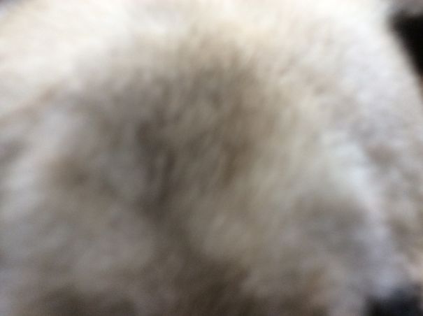 I Was Trying To Get A Cute Picture Of Her Face, And I Got The Top Of Her Head Instead...