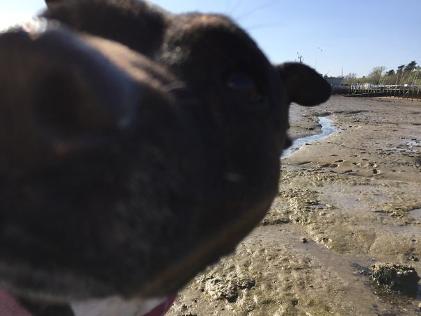 ...photobomb!!... 📷💥🐶 ...🙈