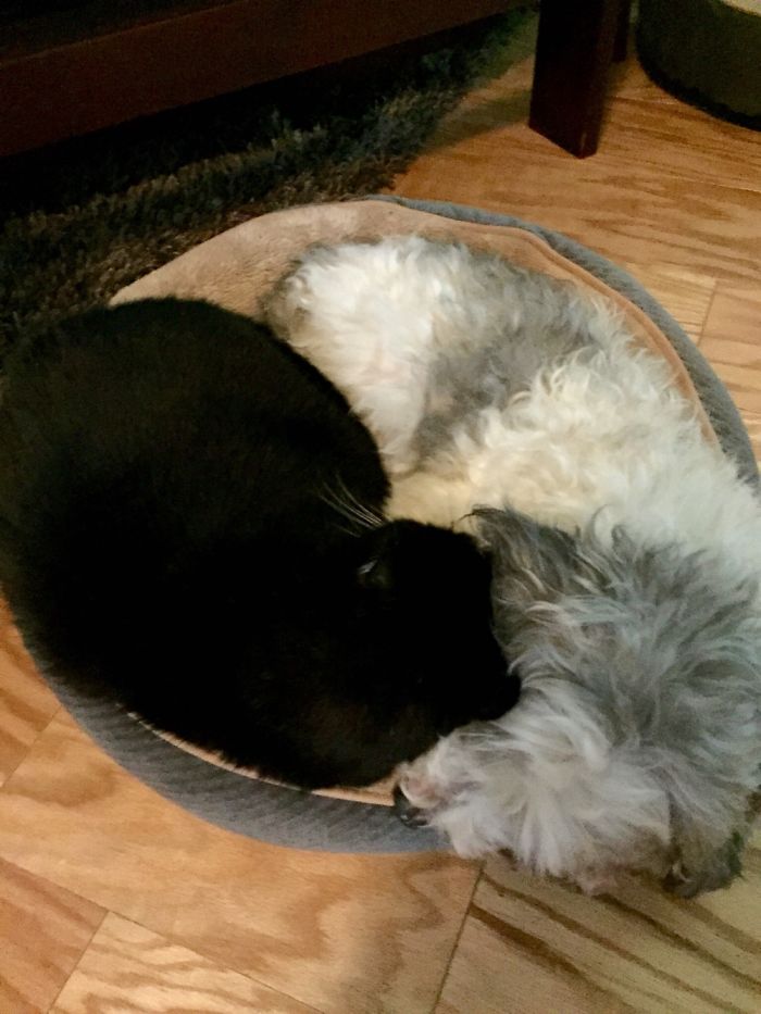 Yin And Yang