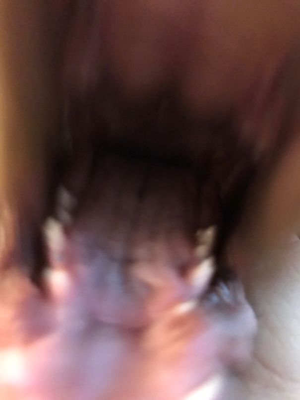 He Blocked The Entire View Trying To Eat The Camera. Bloodhound Puppy...