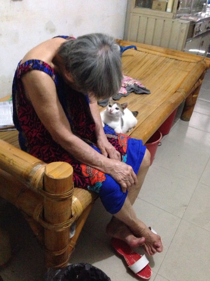 My Grandma Caught Him Peeing In Her Pile Of Clothes. Trying To Lecture Him, But Failed.