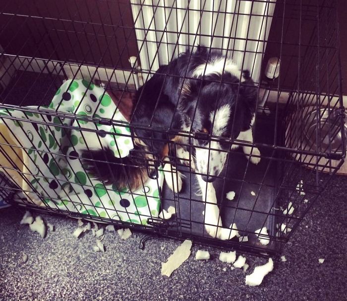 Ansel Hates Anything In His Crate. New Bed Pad Lasted An Hour.