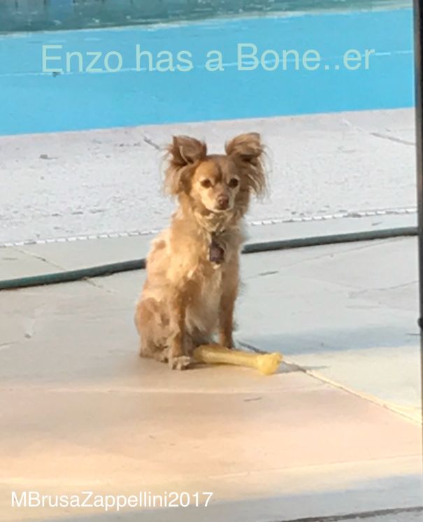 My Friend's Dog Was Very Proud Of His Huge Bone.....er