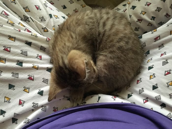 Kitten Donut!