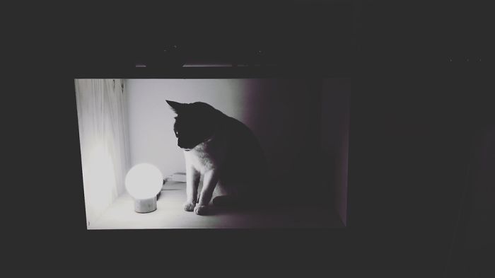 Mi Gato Y Mi Planta