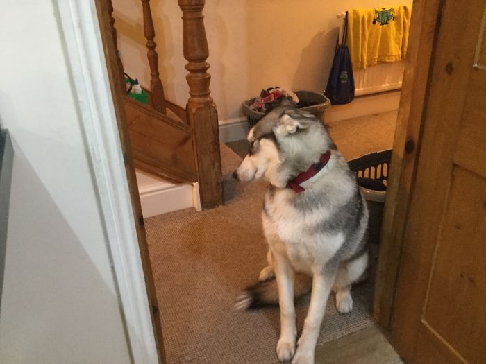 I Don't Know What Happened To The Food That Was Left Out Defrosting