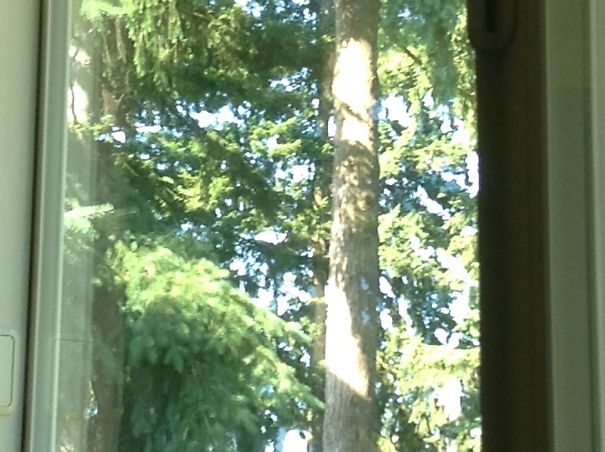 Don't Go Outside, There's A Bear In The Tree!