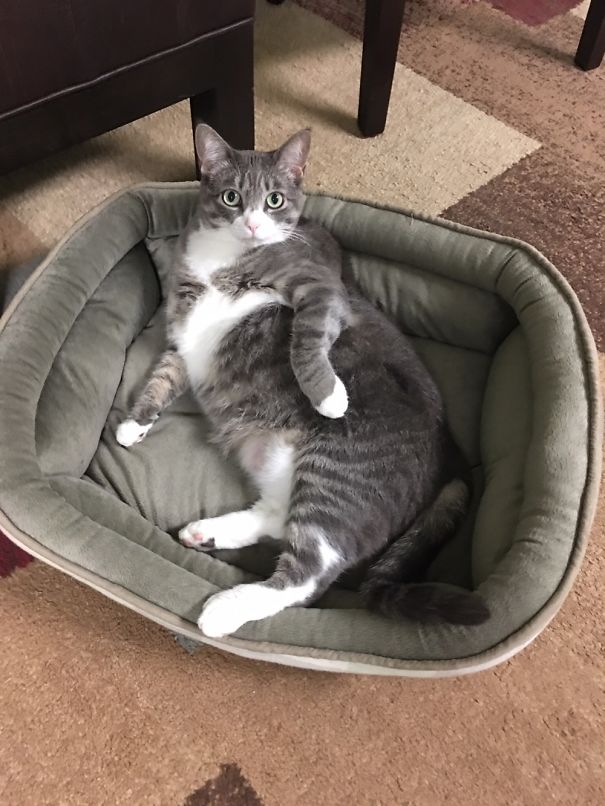 My Cat Poses Like This When You Pull Out Your Phone.