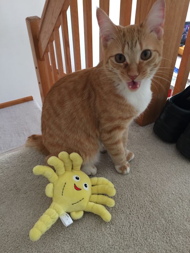 After He Saw His New Toy