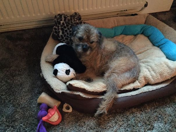 Borri Loves His Panda! Always Sleeping Next To It.