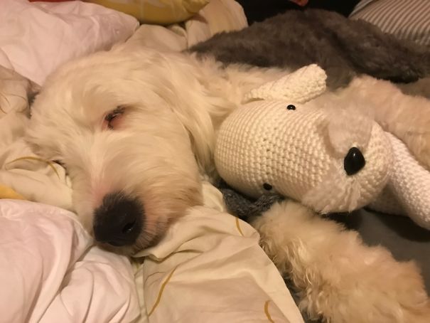 A Dog And Her Mini-me.