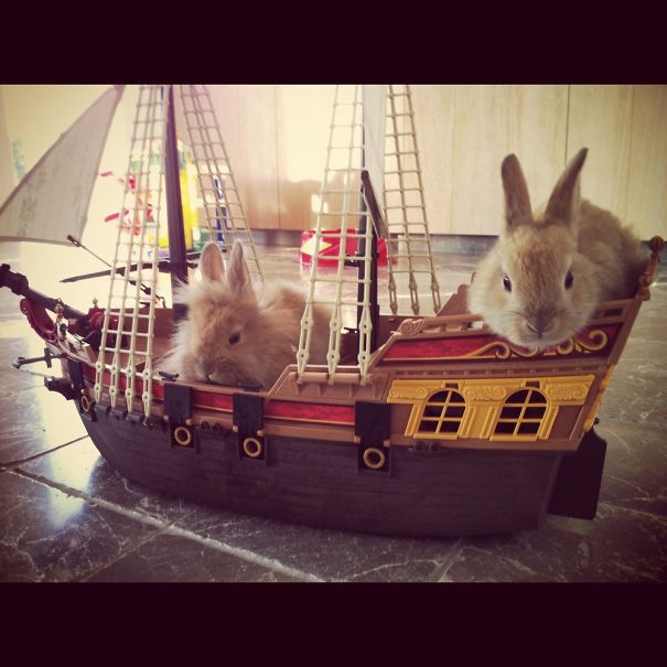 Bunny Pirates