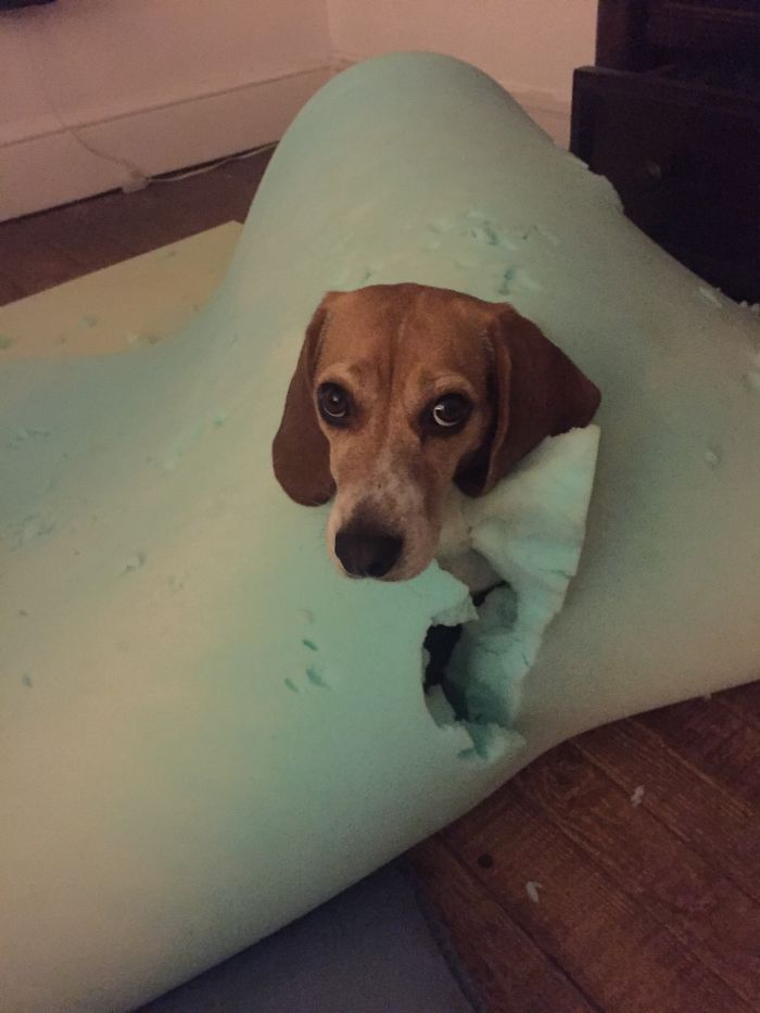 Went Downstairs To Finish Bedding In Laundry...apparently Not Quick Enough. Bye Mattress Topper.