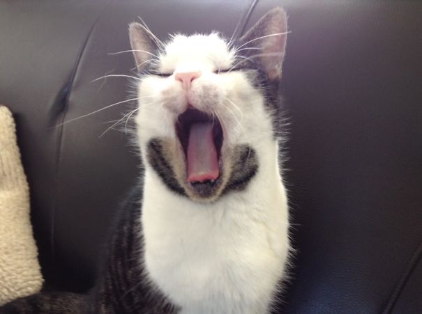 My Toothless Cat Pepsi Showing Me That She Is Tired Of Me Taking Her Pictures