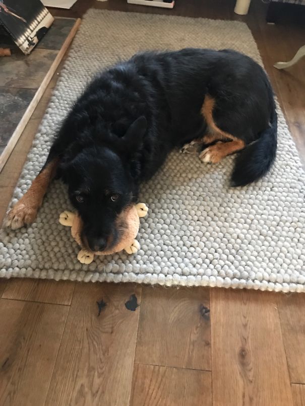 The Only Toy She Doesn't Destroy