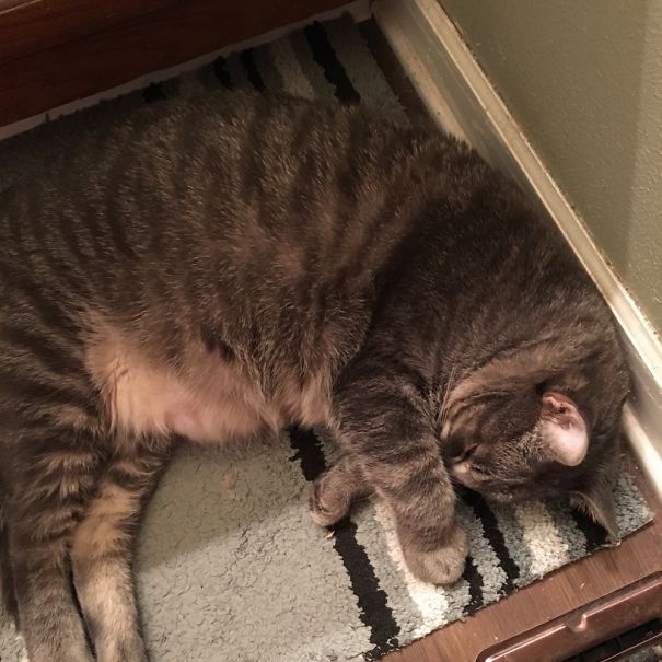 This Is My Cat After My Dog Farted