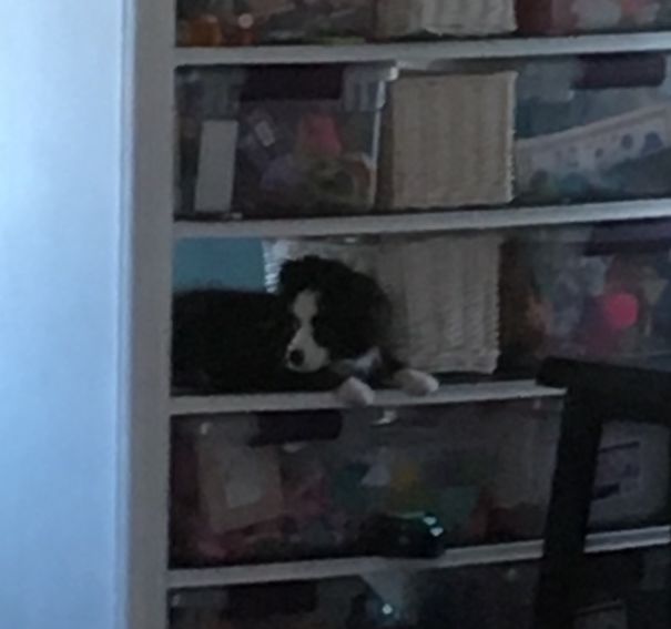 How The Twins Kept An Eye On The Dog.