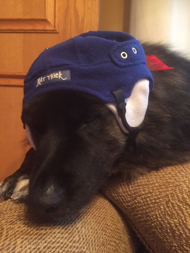 My Son Put His Hat (looks Like A Helmet) On Our Dog