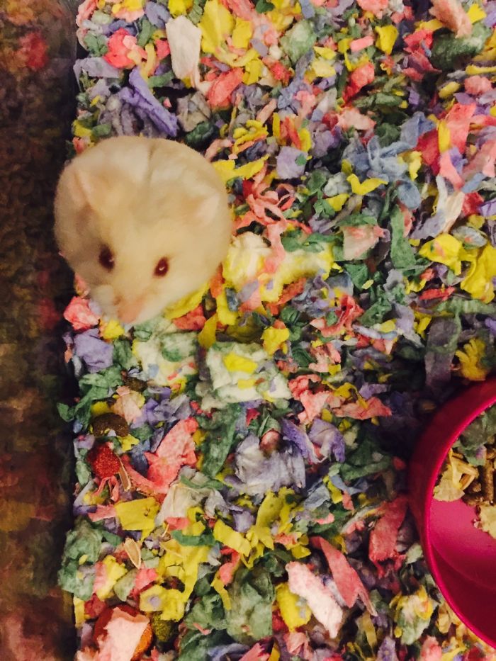 Winter White Hamster