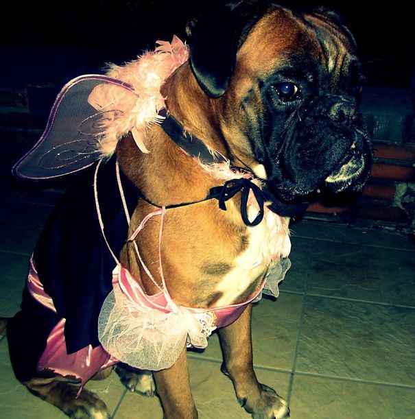 My Little Sister And Her Friends Pimped Our Boxer