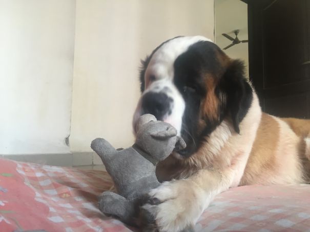 Azlan Grooming His Pet Puppy