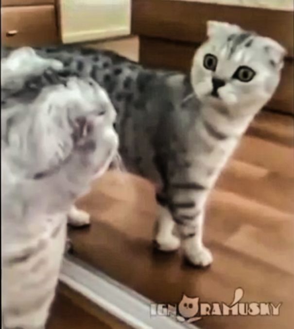Standing In The Mirror Realizing That She's A Cat
