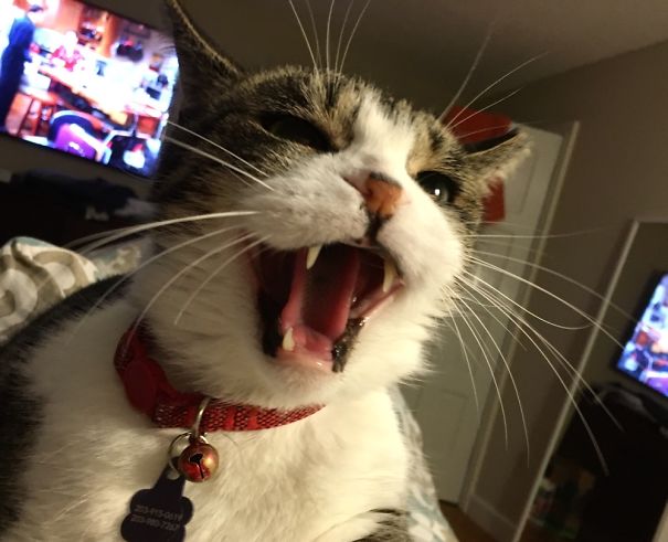 Ahhhh!!!! Kitty Didn't Want To Watch That Tv Show I Guess...