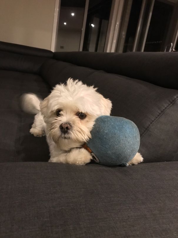 Spent $$$ On Toys For Fluffy. 50 Cent Angry Bird Plushie From A Flee Market Is His Favorite 🙄