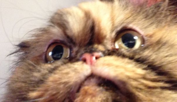 Tried Totake A Selfie And My Cat Photobombed. She Is Like "wait, I'm Not A Human?"