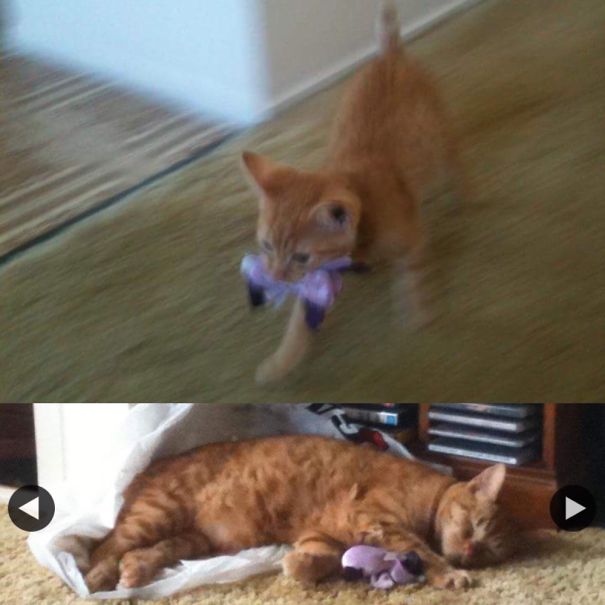 My Boy Squishy Loved His Ducky So Much He Carried It Everywhere