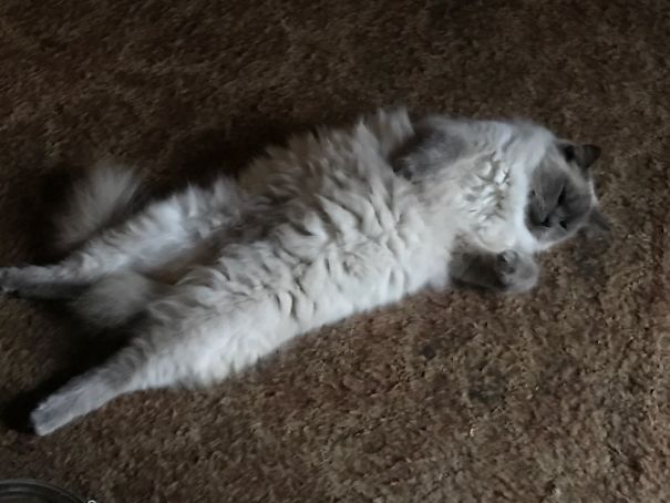 Rub My Belly. I Dare You.